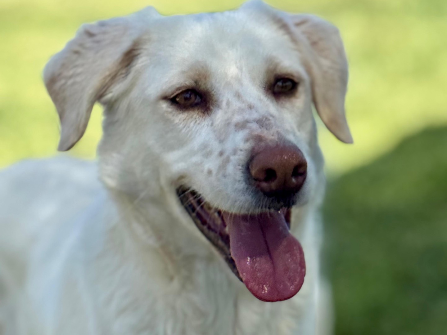 Adotta un cane, taglia media, femmina, Roma