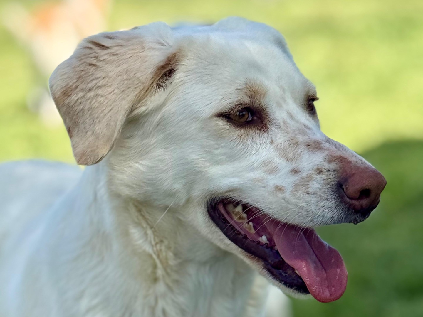 Vuoi adottare un cane a Roma?