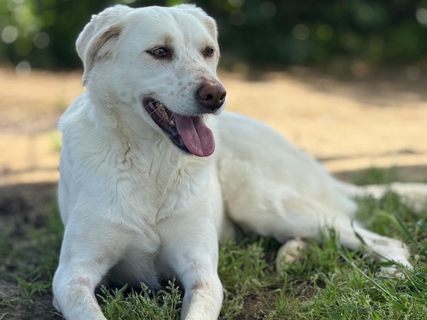 Adotta il cane Quantas a Roma