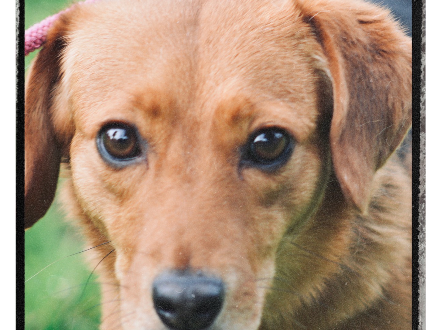 Adozione cane, femmina, Razza sconosciuta Razza sconosciuta, 1 anno e 8 mesi , taglia piccola, Roma