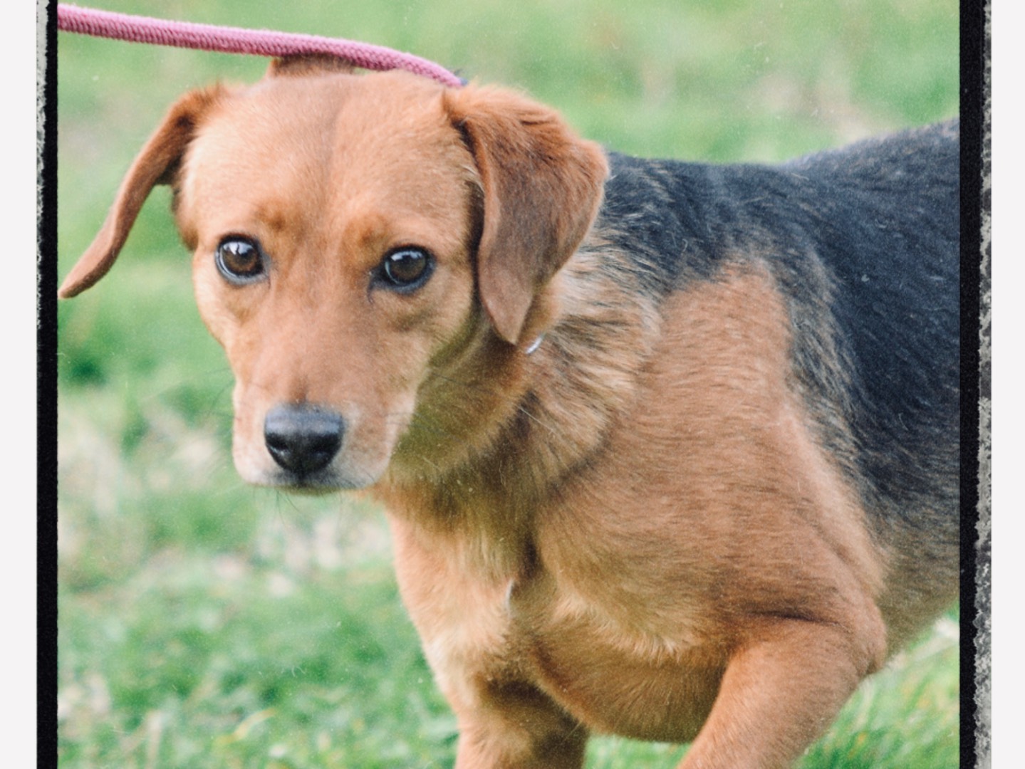 Adotta un cane, femmina, 1 anno e 8 mesi , Roma