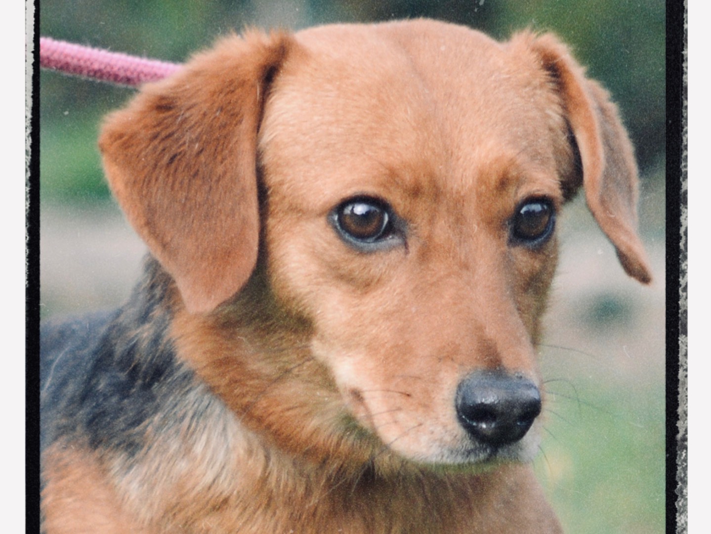 Adotta un cane, taglia piccola, femmina, Roma