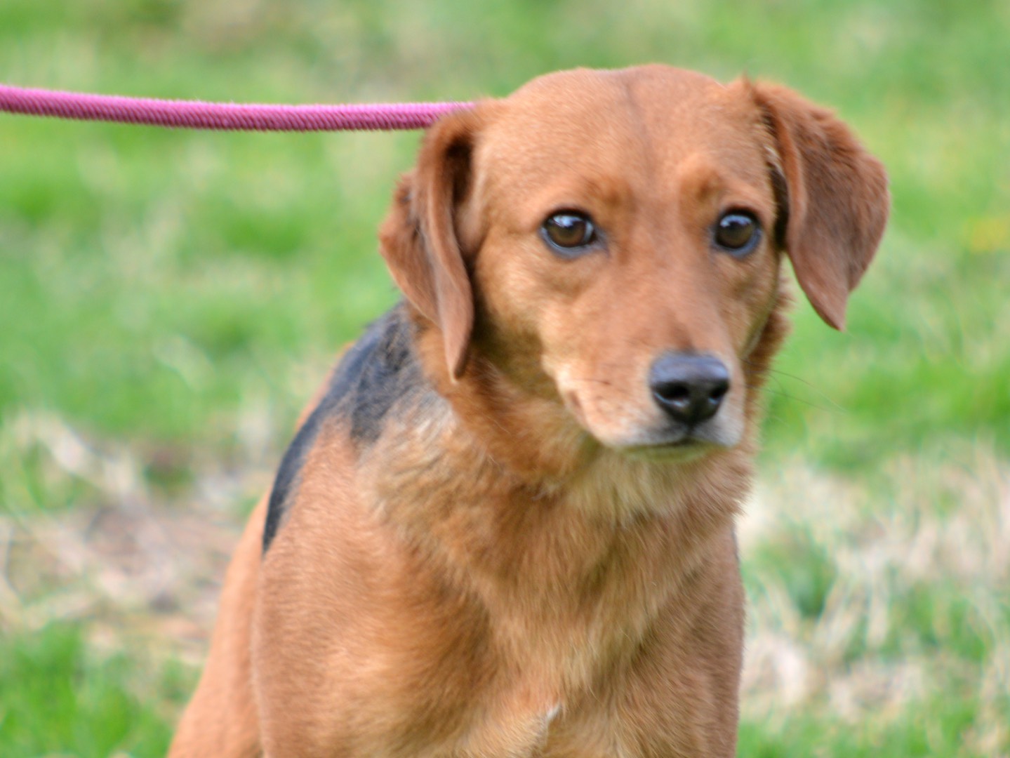 Vuoi adottare un cane a Roma?