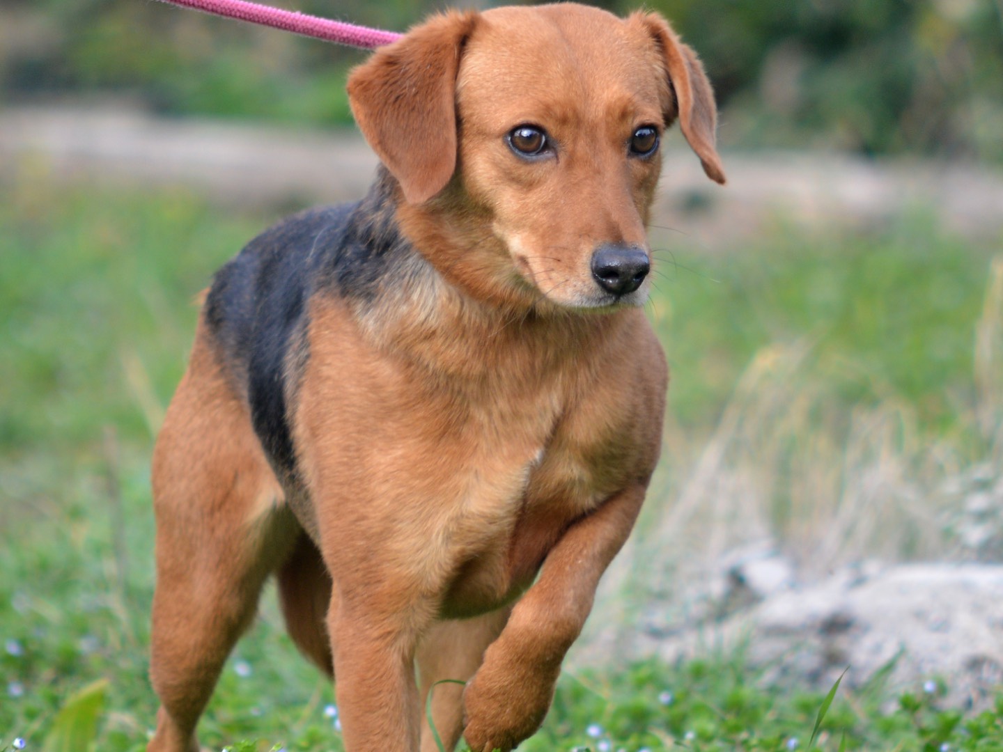 Adotta il cane Spilla a Roma