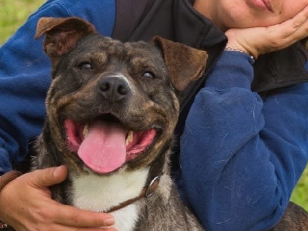 Adozione cane, maschio, Pitbull Razza sconosciuta, 3 anni  e 7 mesi , taglia media, Roma