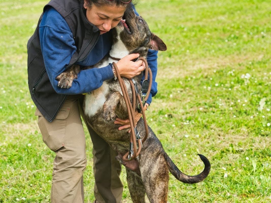 Vuoi adottare un cane a Roma?