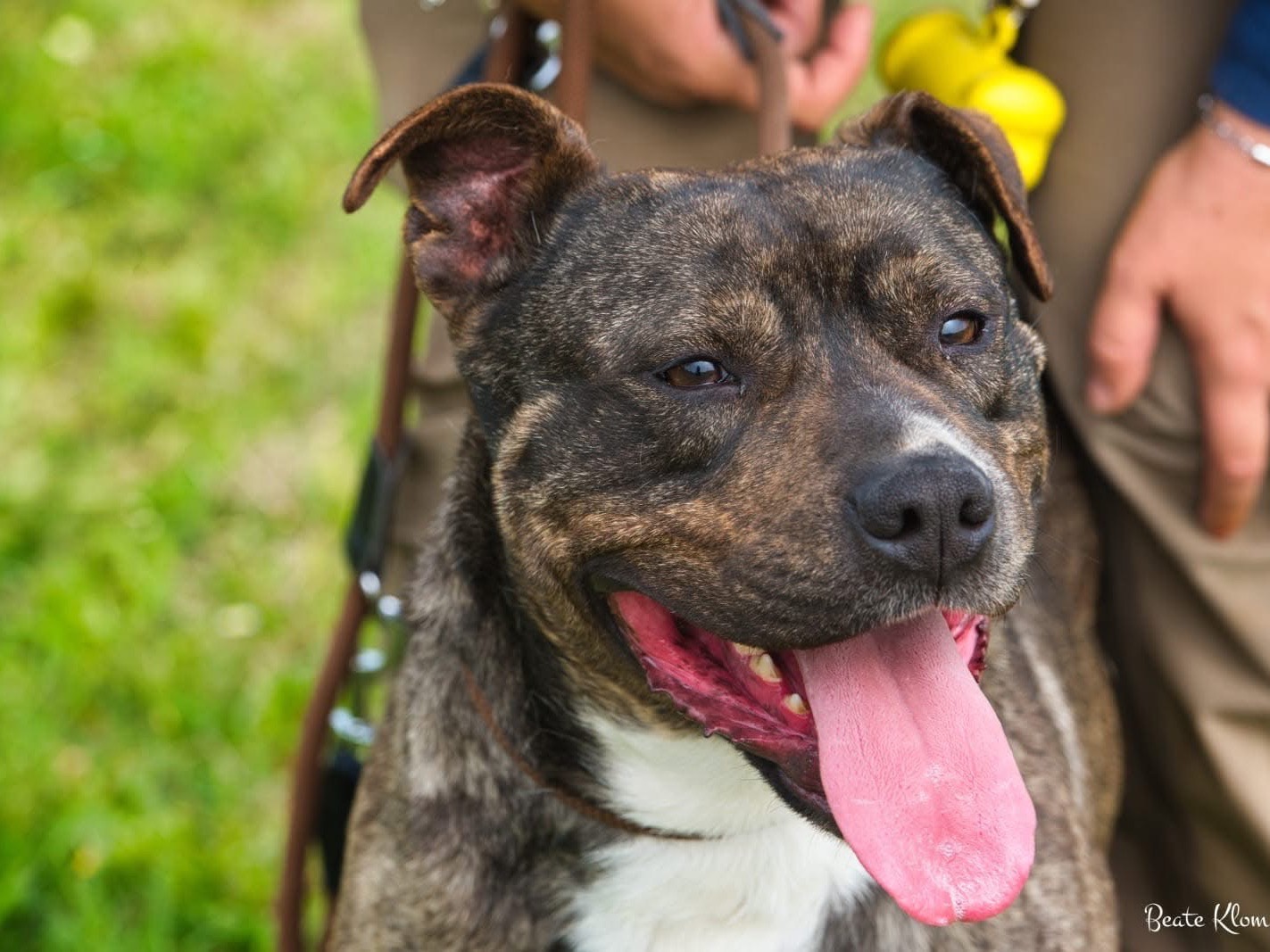 Adotta il cane Cooper a Roma