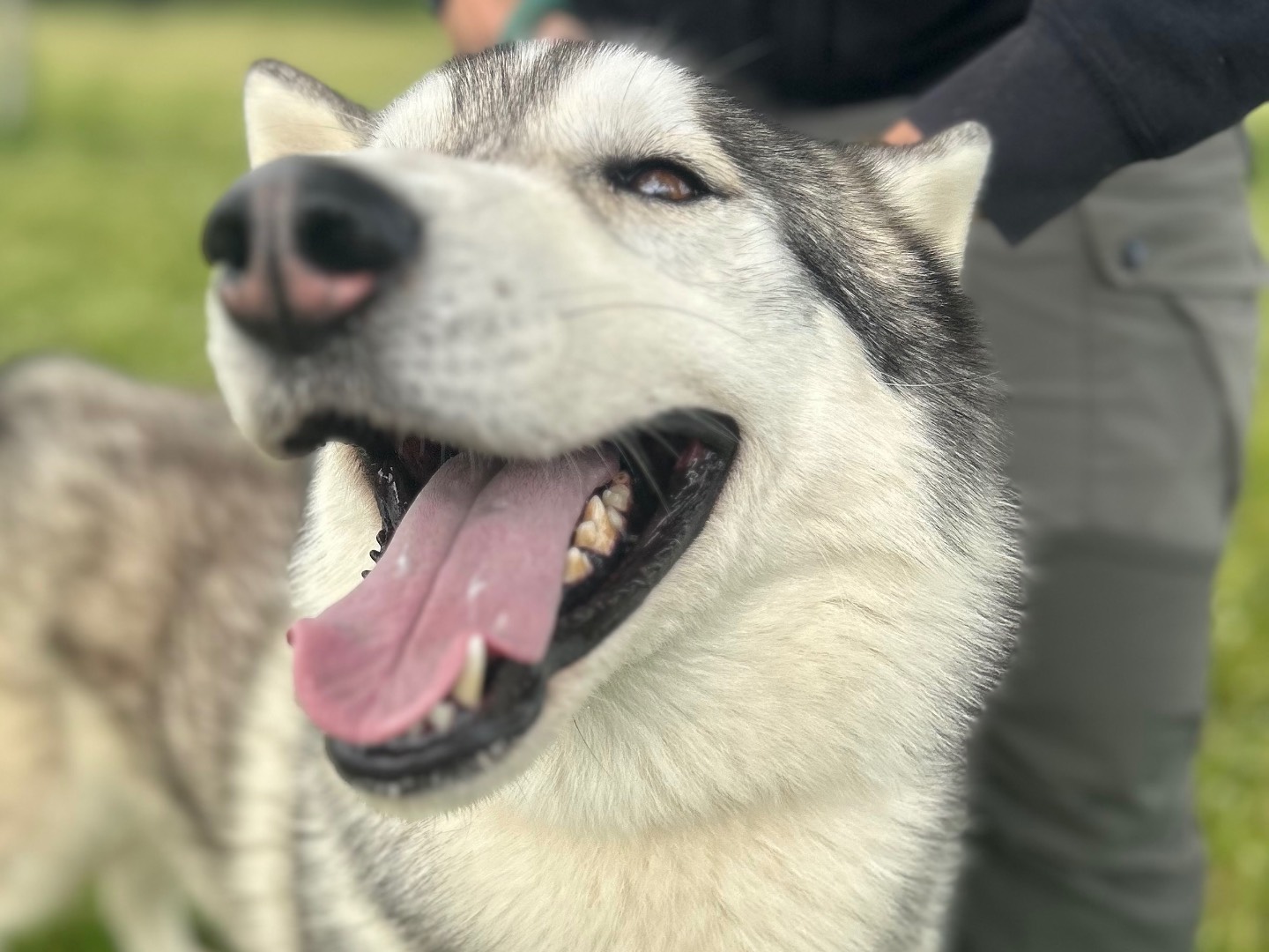 Adozione cane, maschio, Razza sconosciuta Razza sconosciuta, 2 anni  e 7 mesi , taglia media, Roma
