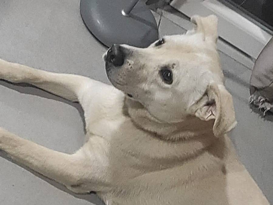 Adotta un cane, maschio, 4 anni , Foggia