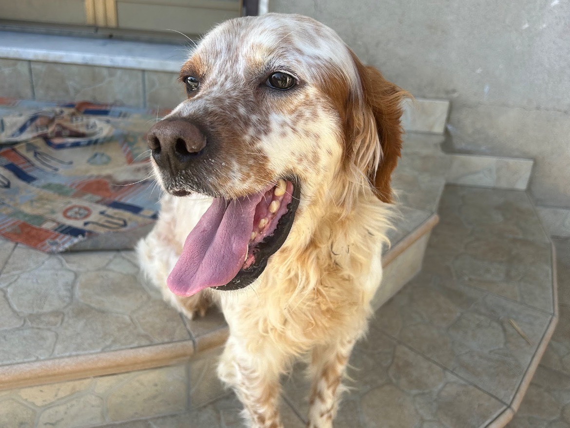 Adotta un cane, maschio, 3 anni  e 10 mesi , Matera