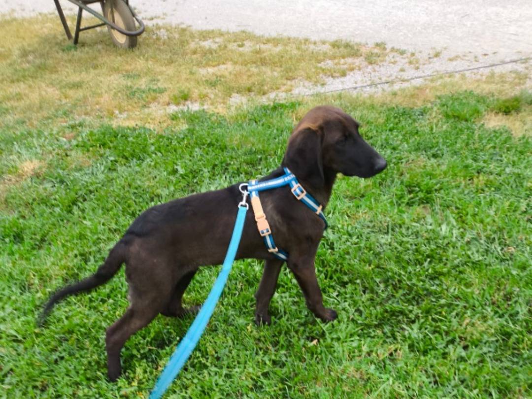 Adotta un cane, maschio, 6 mesi, Salerno