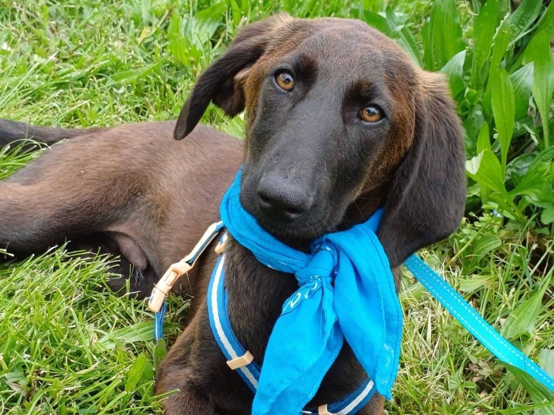 Adotta il cane Felix a Salerno