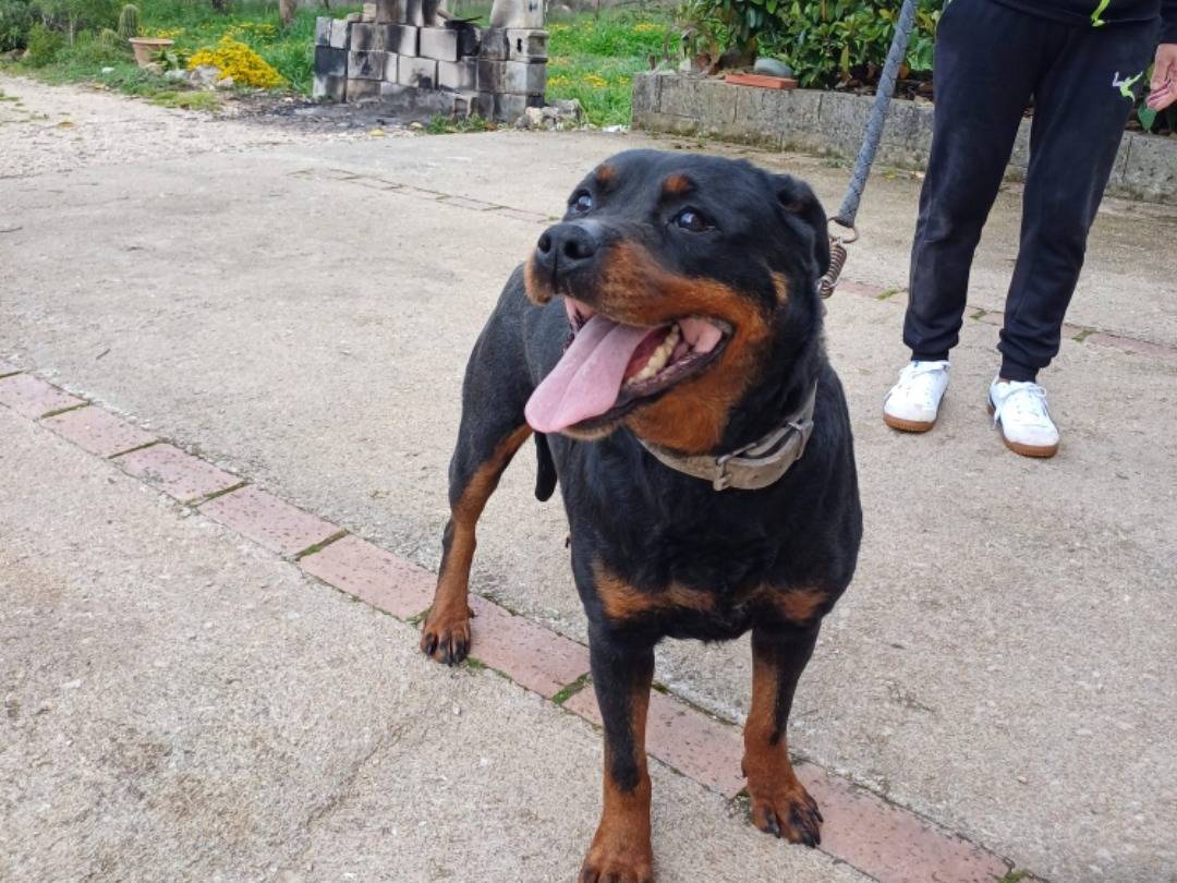 Adotta un cane, femmina, 2 anni  e 6 mesi , Salerno
