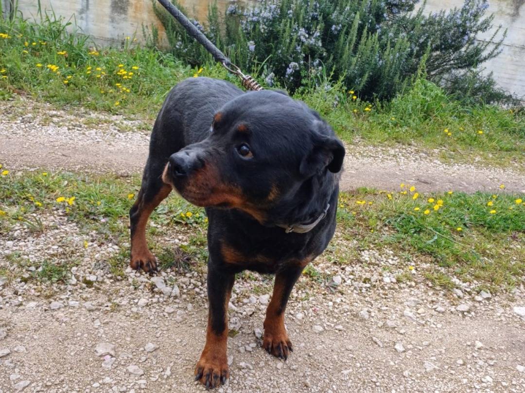 Adotta un cane, taglia grande, femmina, Salerno