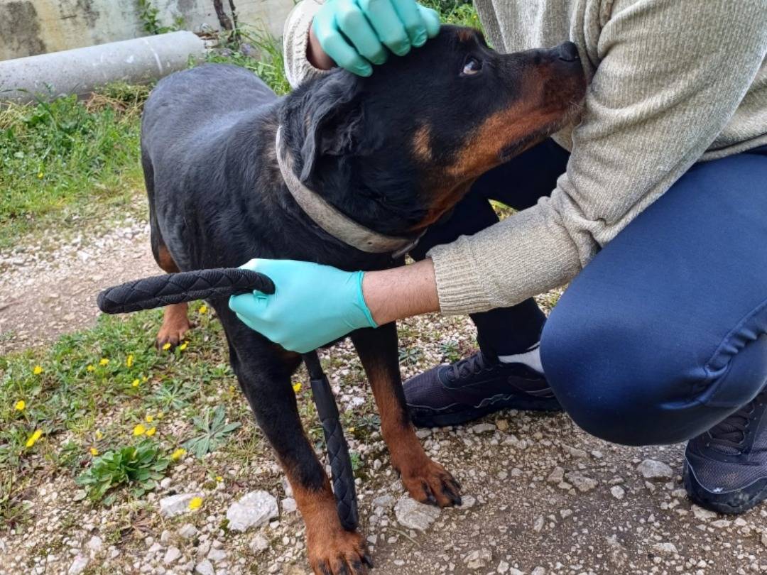 Adotta il cane Mia a Salerno