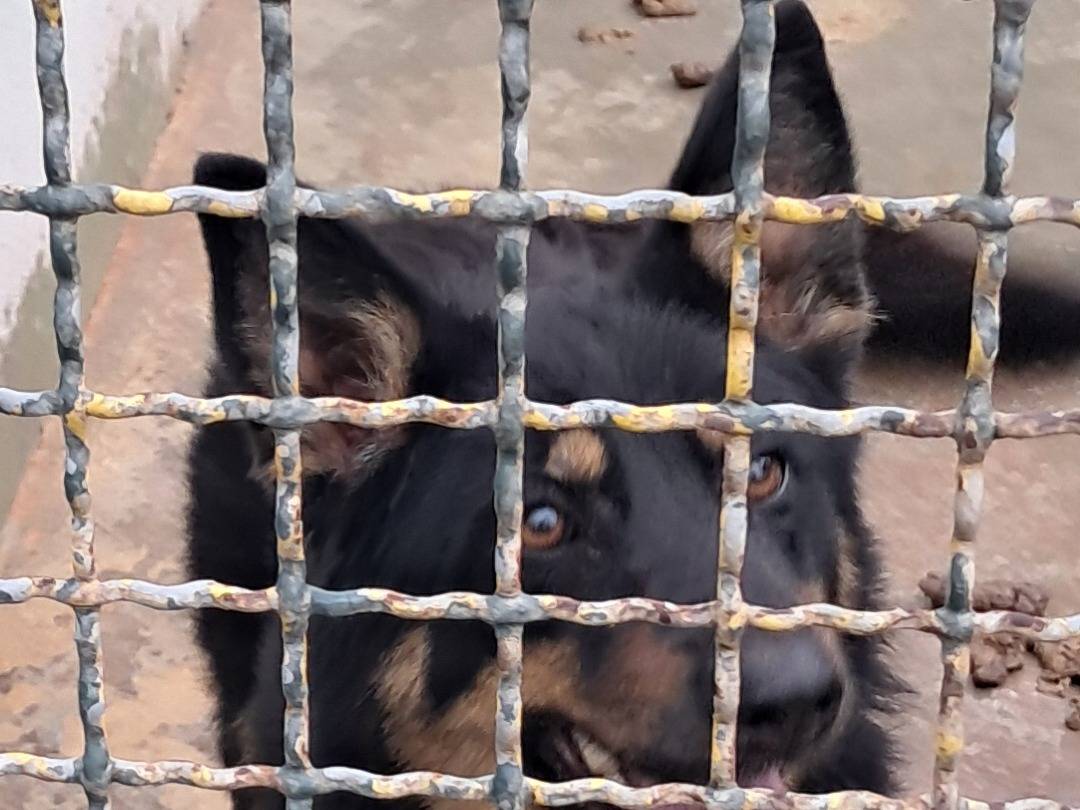 Adotta un cane, taglia media, femmina, Caserta