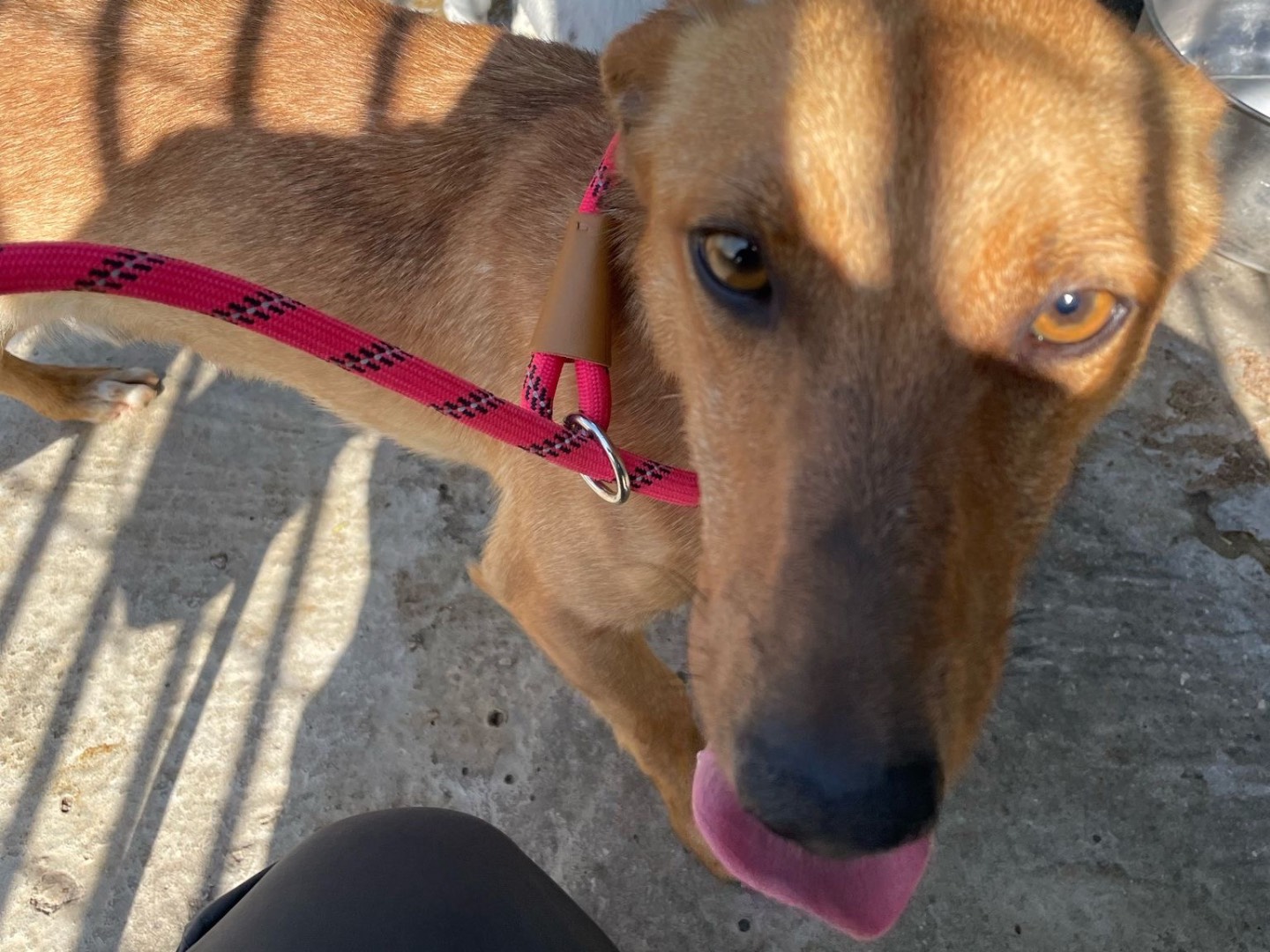 Adotta un cane, taglia media contenuta, maschio, Latina