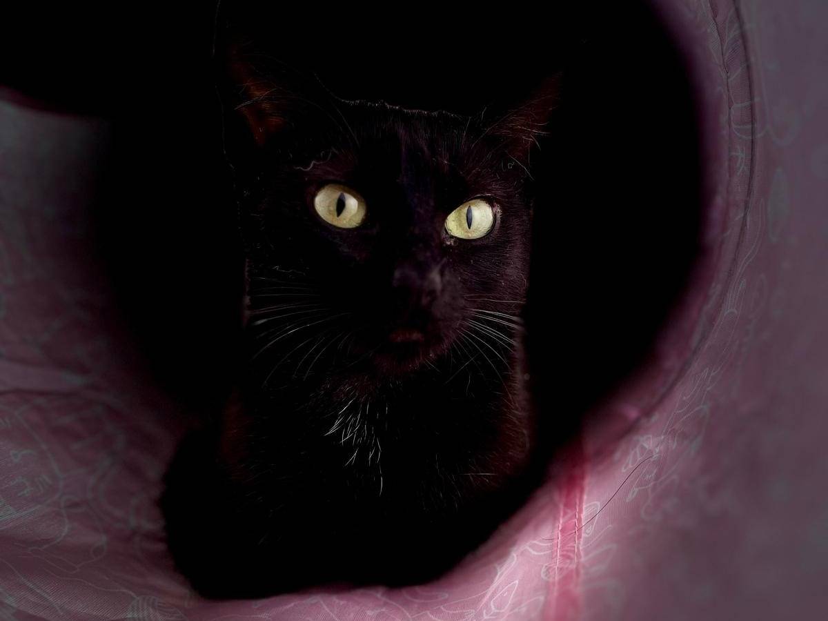 Foto dell'animale
