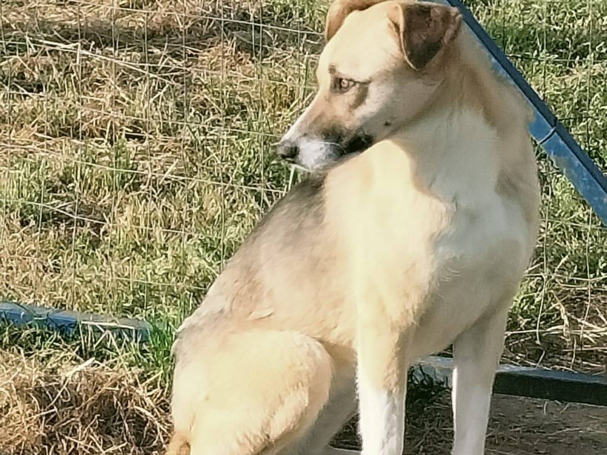 Adotta un cane, femmina, 1 anno e 1 mese, Vibo