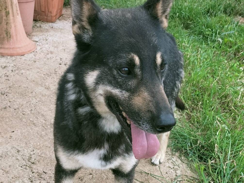 Adotta un cane, maschio, 2 anni  e 11 mesi , Vibo