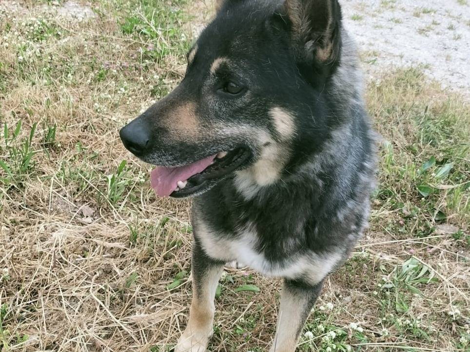 Adotta un cane, taglia media, maschio, Vibo