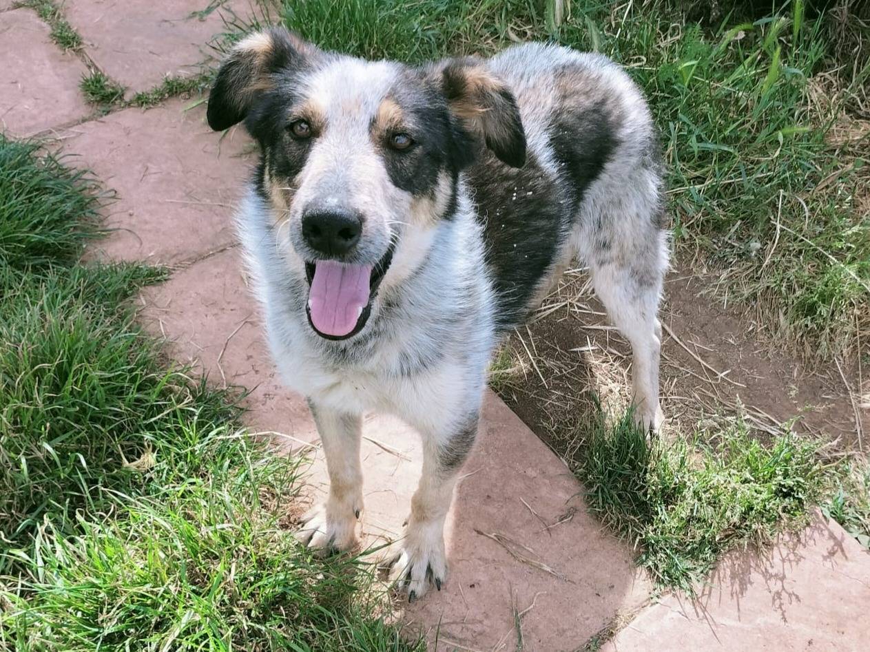 Adotta un cane, maschio, 3 anni , Vibo