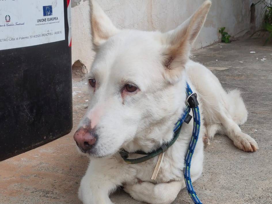 Adozione cane, femmina, Pastore svizzero Razza sconosciuta, 3 anni  e 11 mesi , taglia media, Palermo