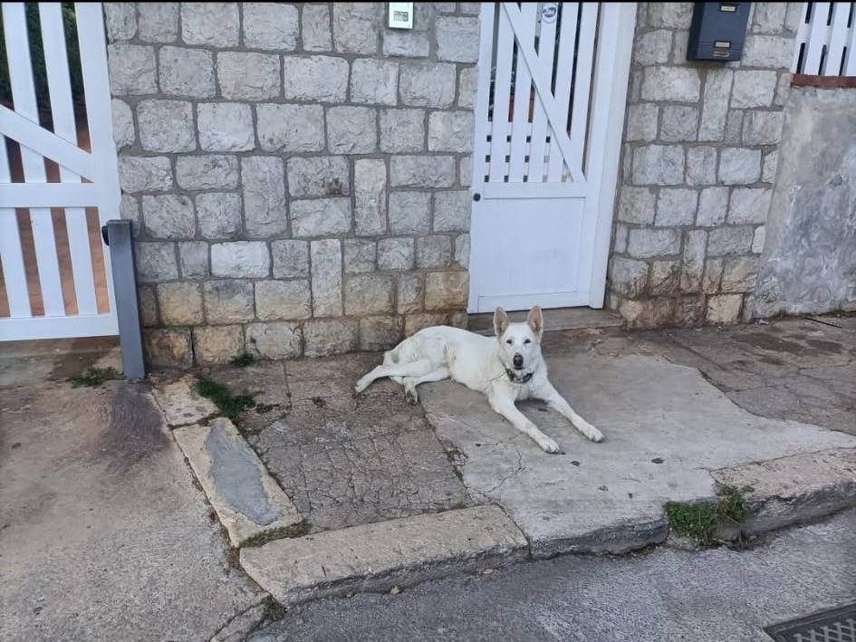 Adotta un cane, femmina, 3 anni  e 11 mesi , Palermo