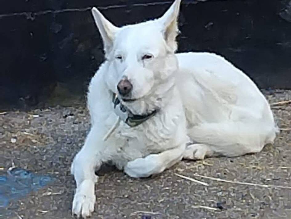 Adotta il cane Lumi a Palermo