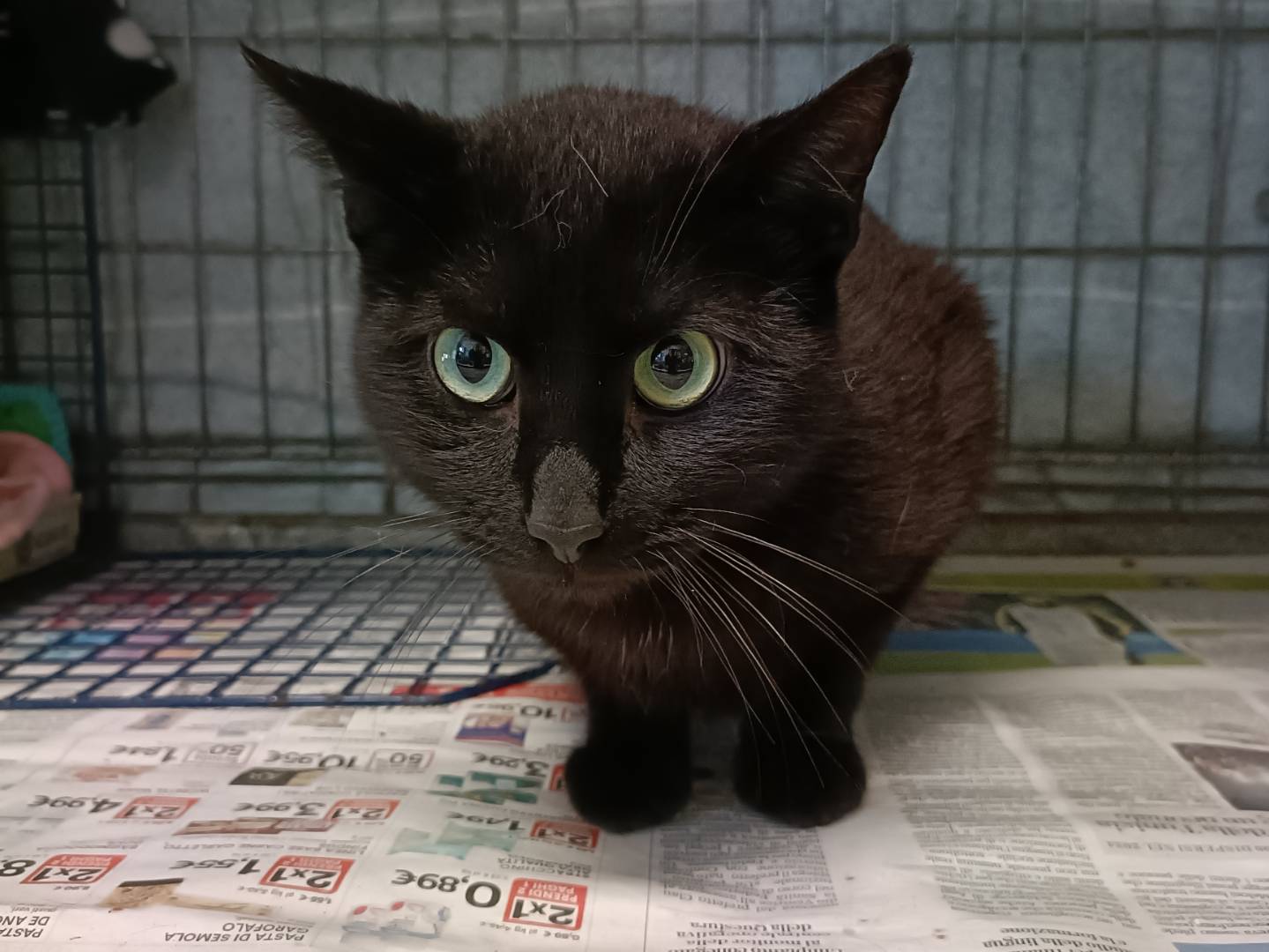 Adozione gatto, maschio, Razza sconosciuta Razza sconosciuta, 1 anno e 6 mesi , taglia non valida, Asti