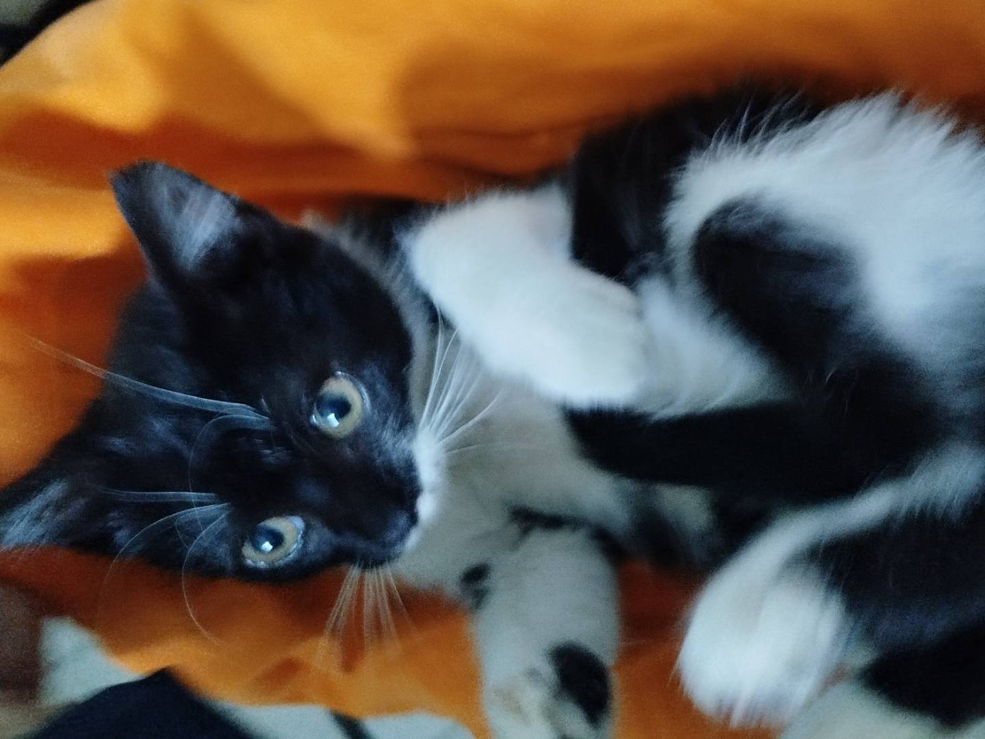 Adotta un gatto, femmina, 2 mesi, Salerno