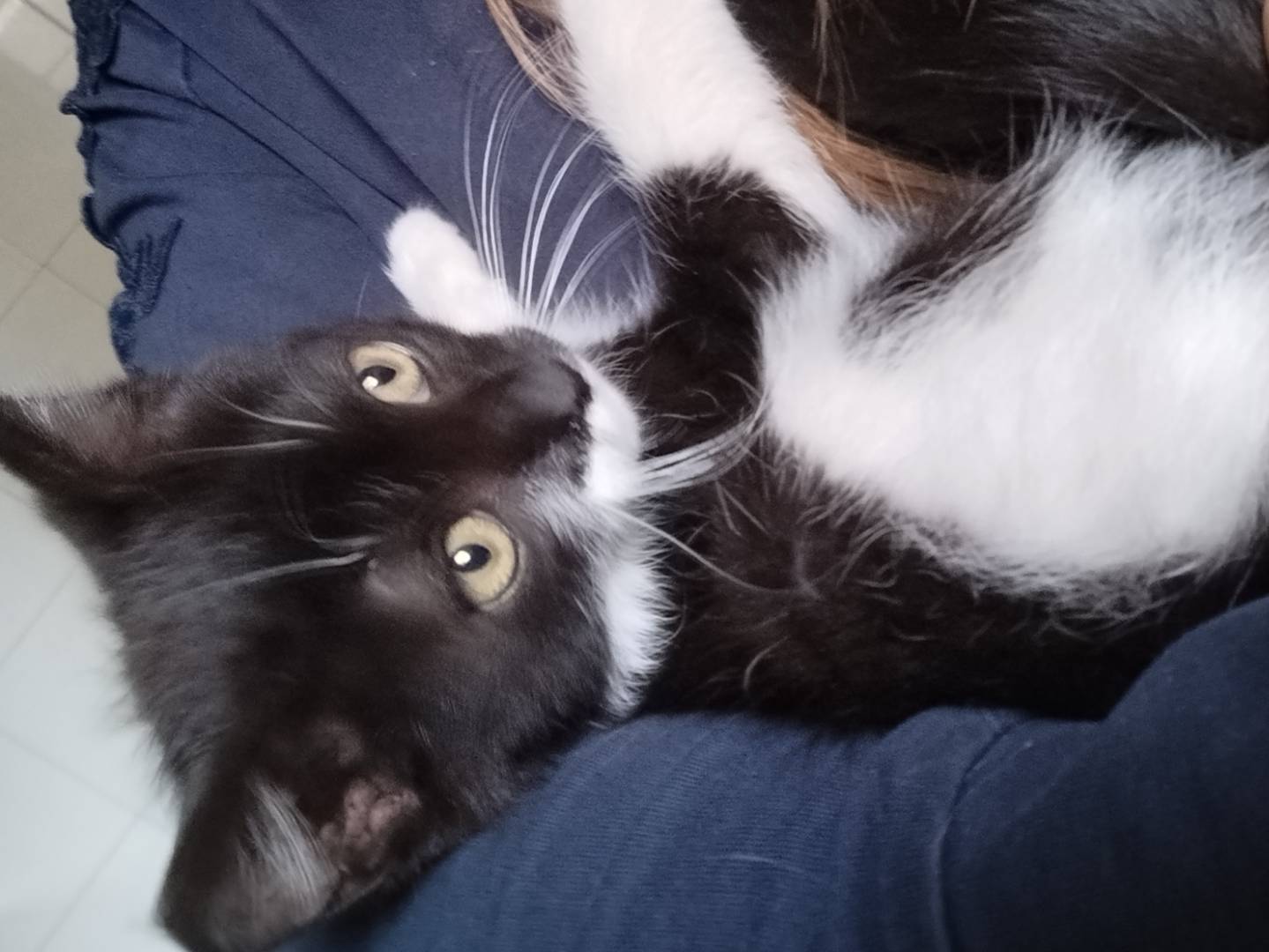Adotta un gatto, taglia non valida, femmina, Salerno