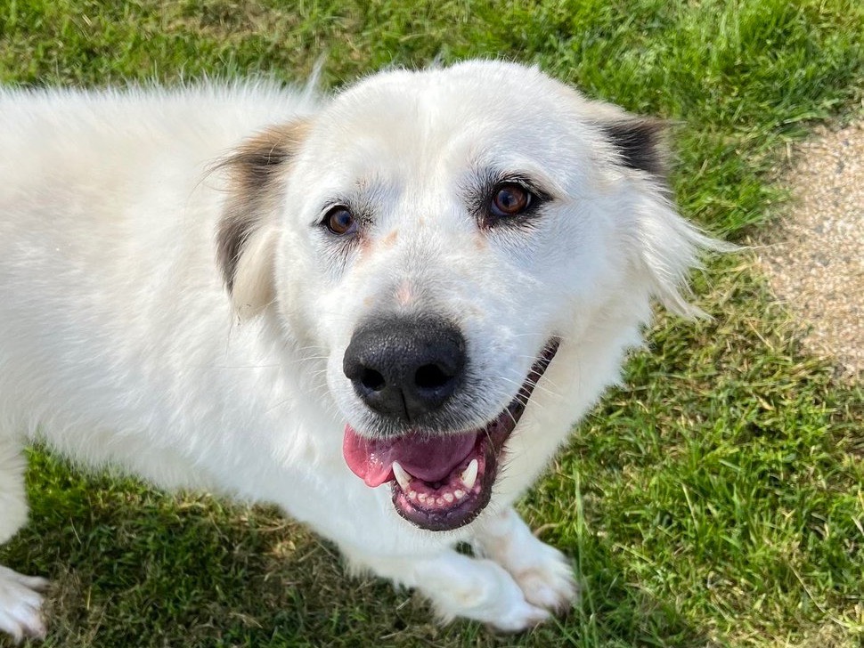 Adozione cane, maschio, Razza sconosciuta Razza sconosciuta, 6 anni , taglia grande, Latina
