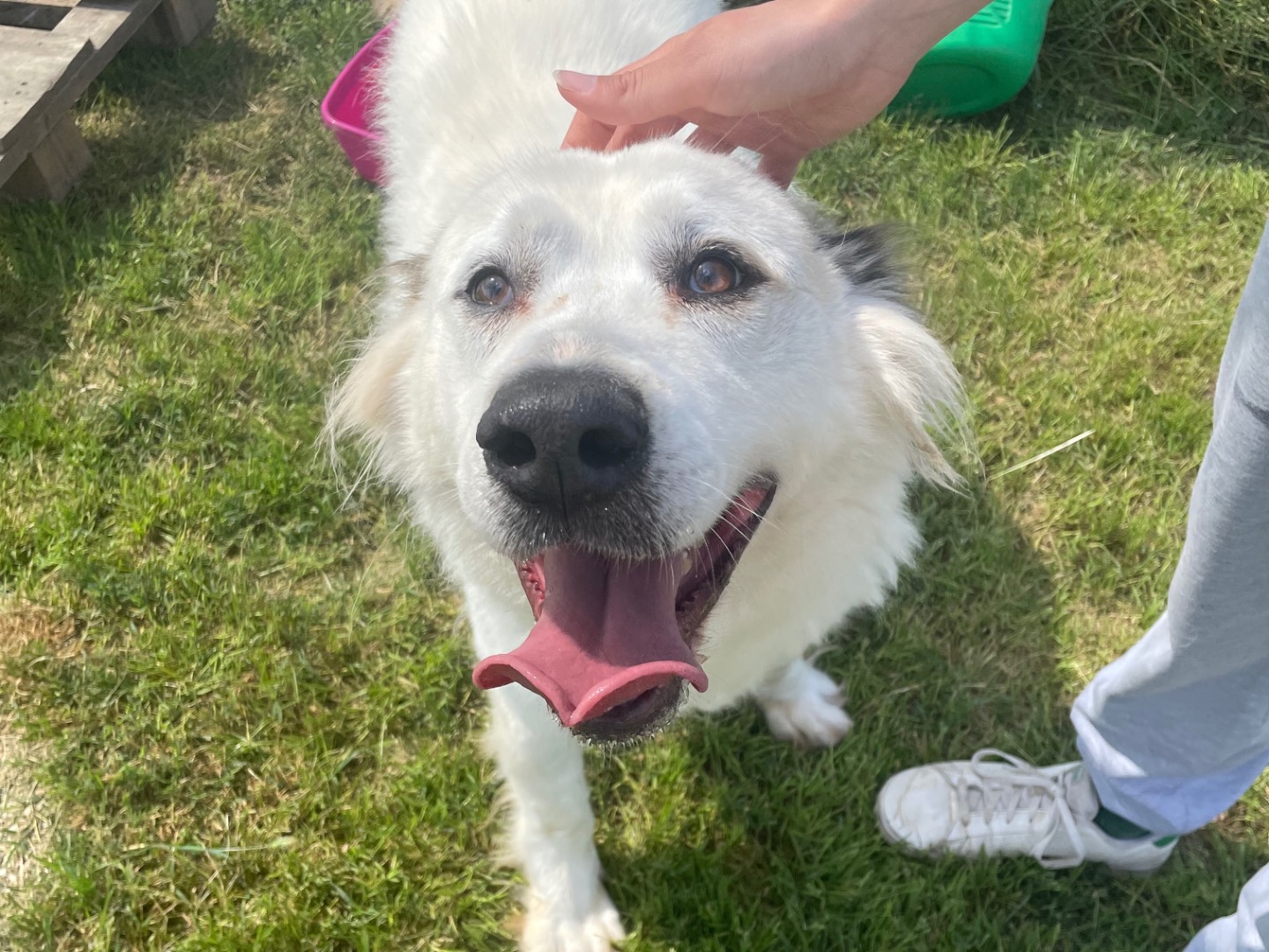 Adotta un cane, maschio, 6 anni , Latina