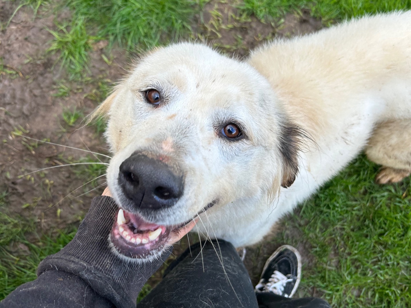 Vuoi adottare un cane a Latina?