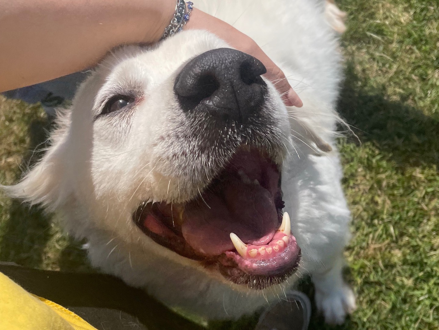 Adotta il cane Aigor a Latina