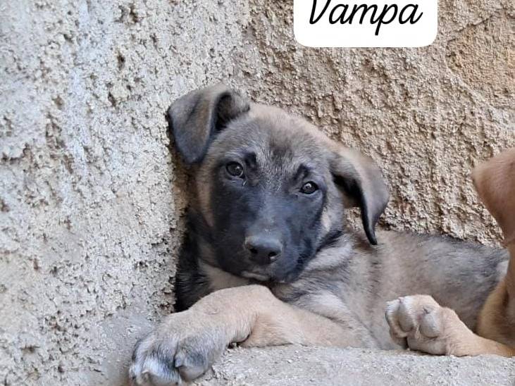 Foto dell'animale