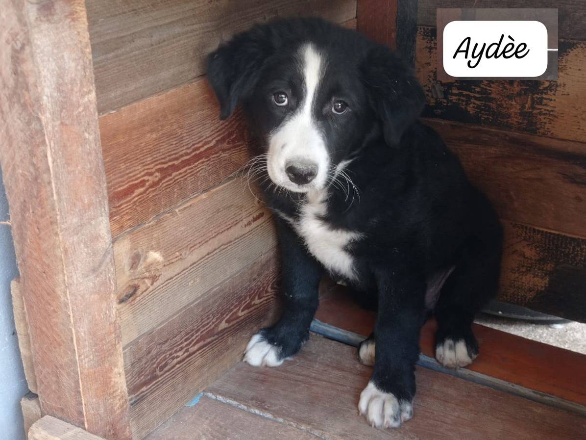 Adotta un cane, maschio, 3 mesi, Trapani