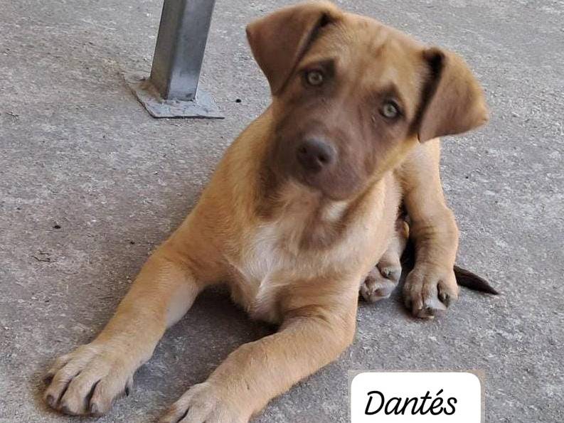Adotta un cane, taglia media, maschio, Trapani