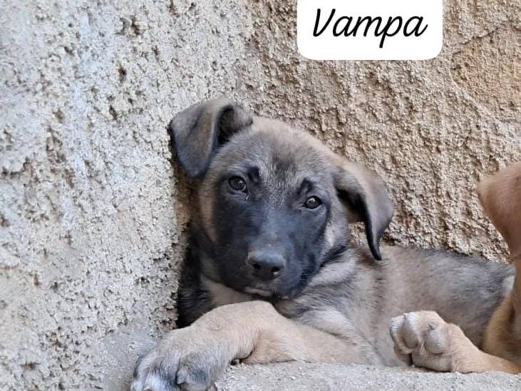 Adotta un cane, maschio, 3 mesi, Trapani