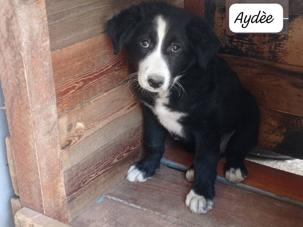 Adotta un cane, taglia media, maschio, Trapani