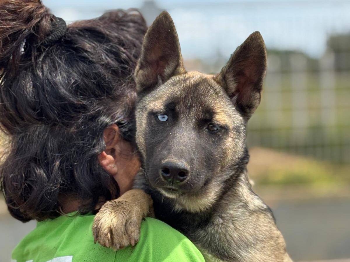 Adozione cane, femmina, Pastore Belga Malinois Razza sconosciuta, 5 mesi, taglia media contenuta, Latina