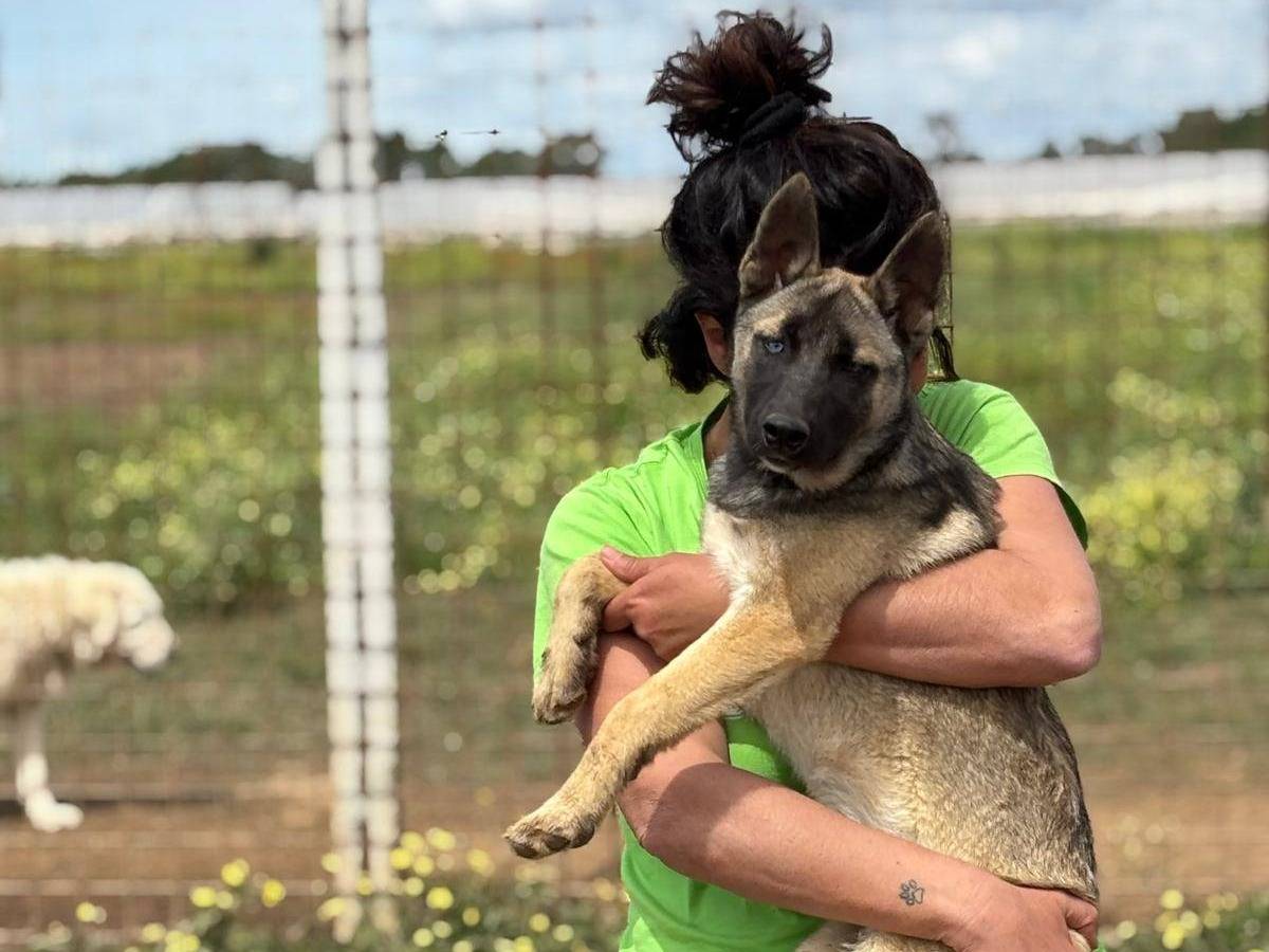 Adotta un cane, femmina, 5 mesi, Latina