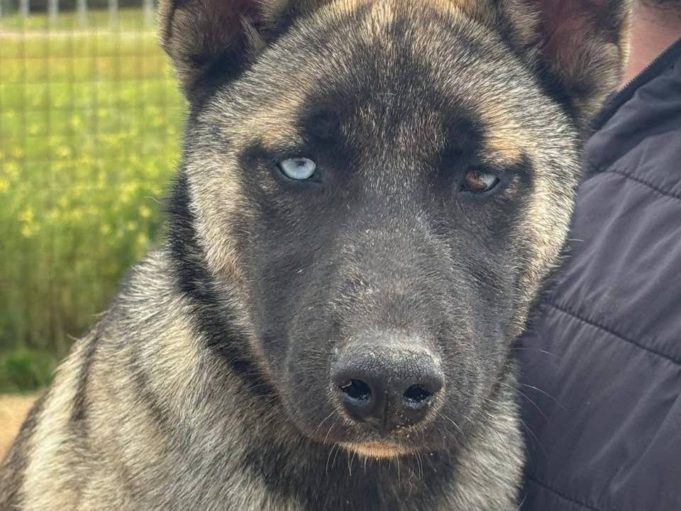 Adotta un cane, taglia media contenuta, femmina, Latina