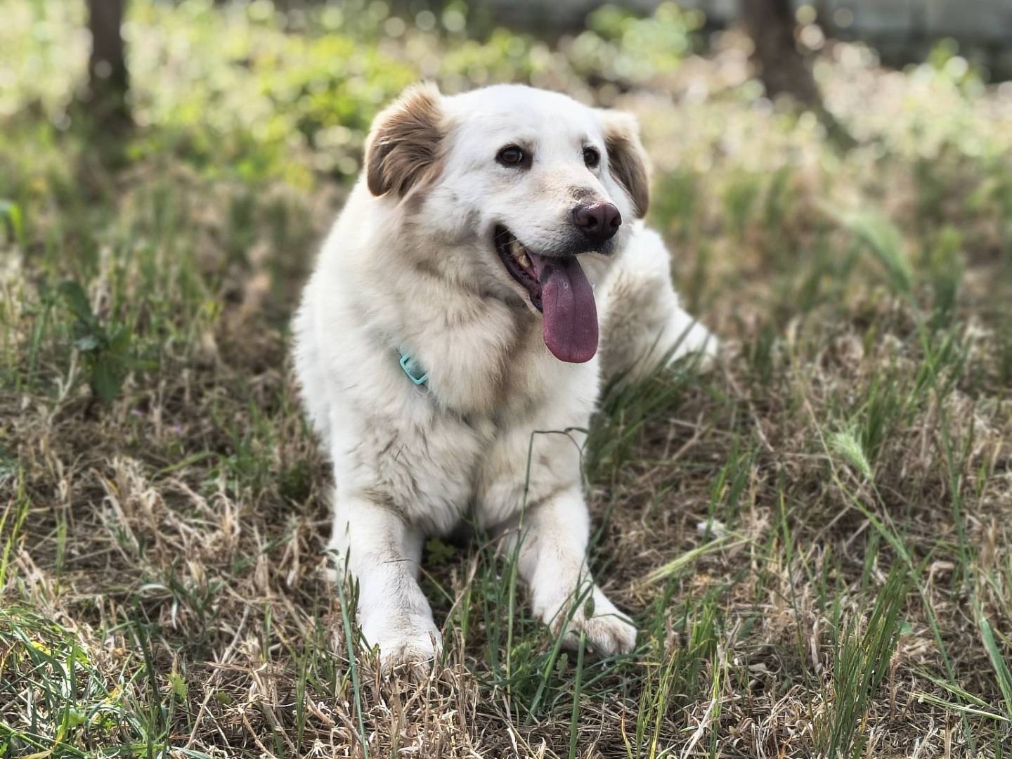 Adotta il cane OLIMPIA a Caserta