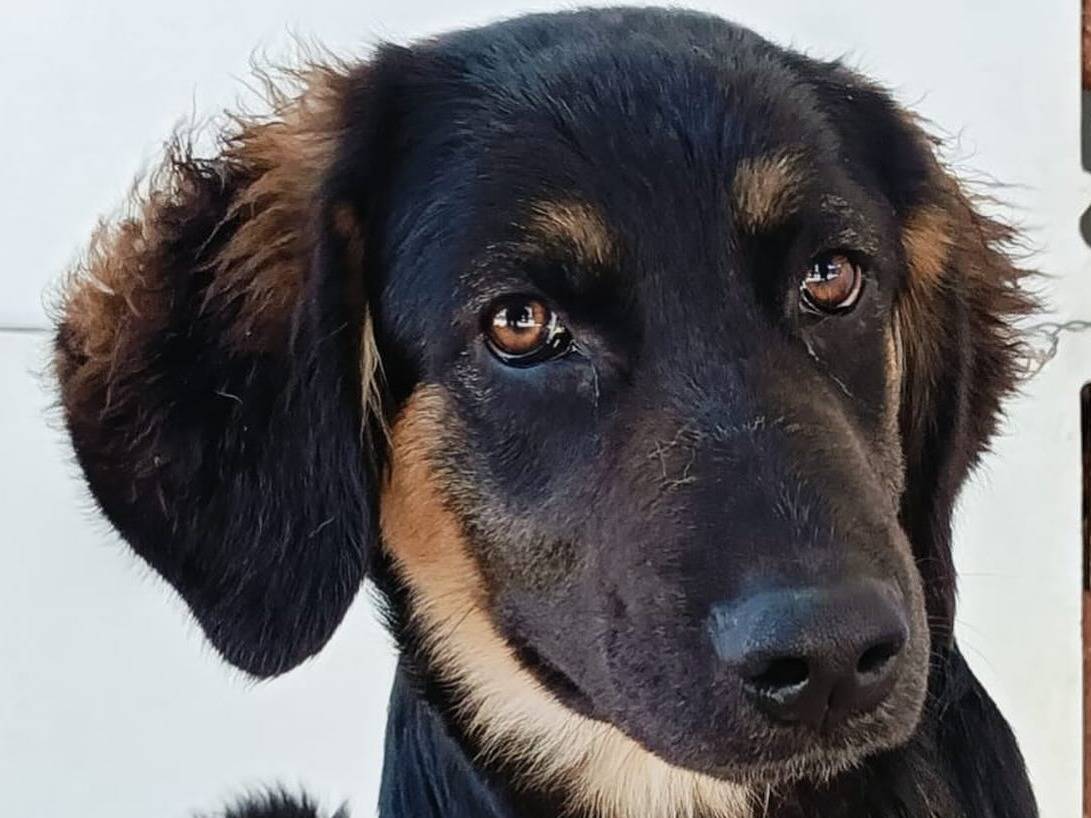 Vuoi adottare un cane a Latina?