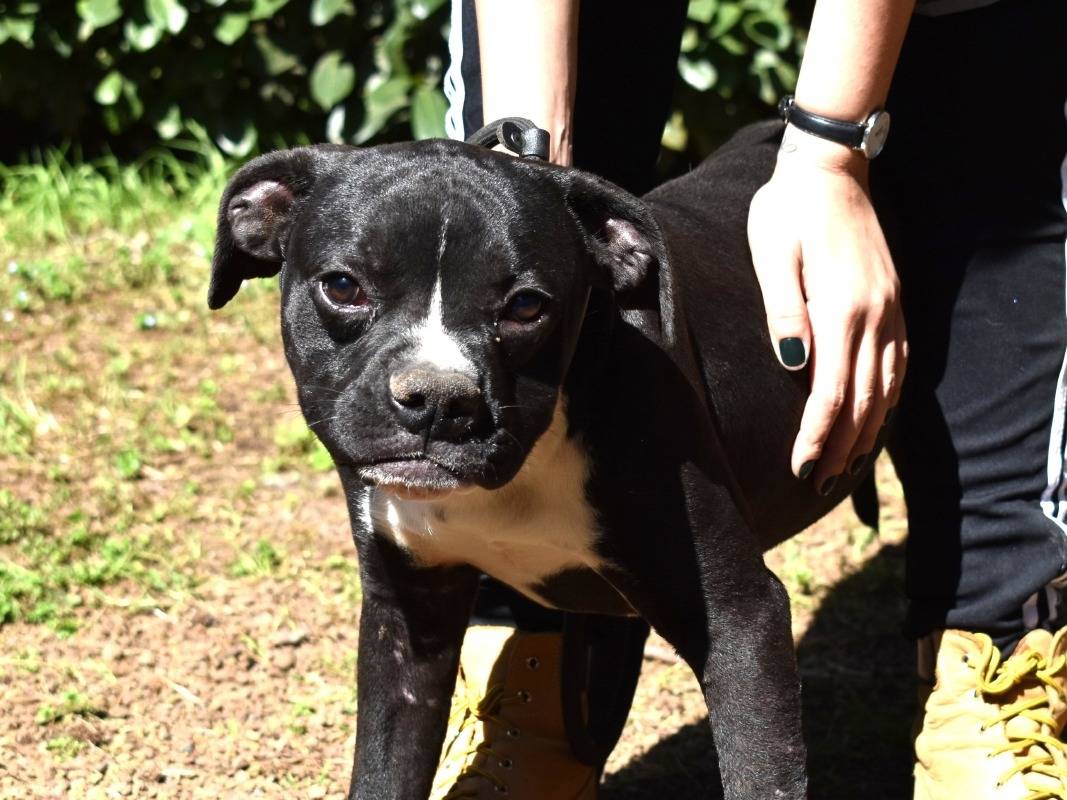 Adotta un cane, maschio, 8 mesi, Roma
