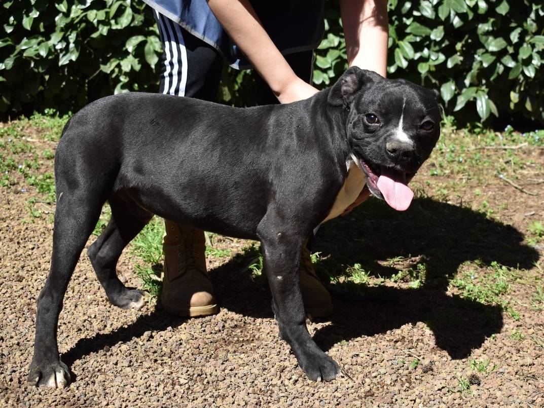 Adotta un cane, taglia media contenuta, maschio, Roma