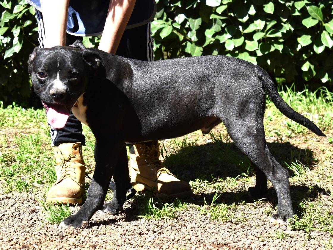 Vuoi adottare un cane a Roma?