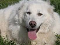 Vuoi adottare un cane a Milano?